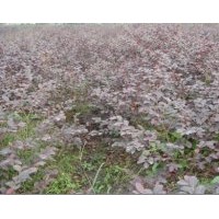 出售地被（紅花繼木）