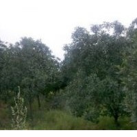 出售石楠（圖） 實地苗圃石楠