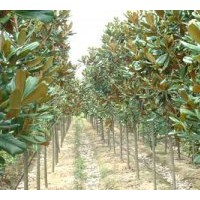 出售南京廣玉蘭（各種規(guī)格齊全）