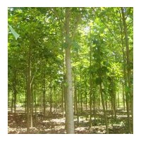 出售馬褂木，提供馬褂木價(jià)格