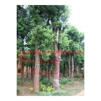 供應(yīng)各種規(guī)格的香樟