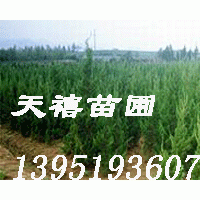 南京烏桕 楓香 女貞 廣玉蘭