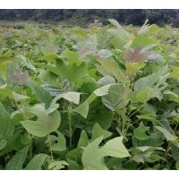 供無(wú)患子 馬褂木 杜英 紫薇 木荷 濕地松 馬尾松苗