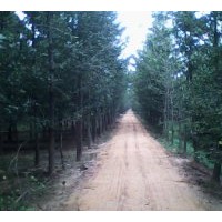 低價(jià)供應(yīng)銀杏苗木