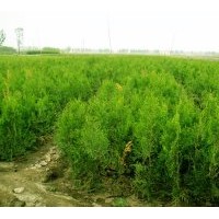 大量供應(yīng)營養(yǎng)杯側(cè)柏