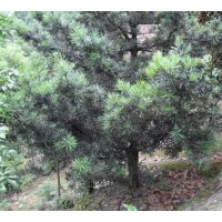 供應羅漢松 3-20公分的