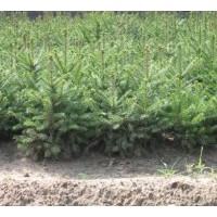 大量促銷綠源苗木云杉