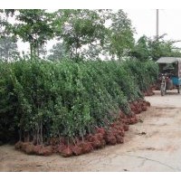 基地直供北海道黃楊