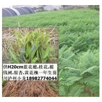 供百萬苗藍花楹.天竺桂.羊蹄甲.木棉.搖錢樹.紫薇.天竺桂.桂花