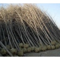 供應(yīng)5--50公分的銀杏實(shí)生苗，嫁接苗