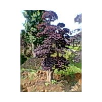 出售紅花繼木 羅漢松  桂花樹   紅楓   紅葉石楠  欏木石楠 紫薇