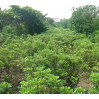 出售各種規(guī)格的海桐球