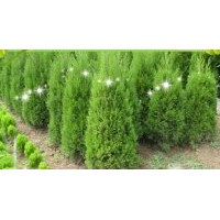 供應(yīng)蜀檜，龍柏，紅葉石楠（苗），大葉女貞，桂花，紫薇等