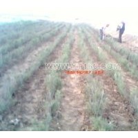 專業(yè)供應(yīng)檉柳