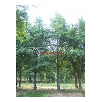 大量出售優(yōu)質銀杏小苗，新品種，生長快