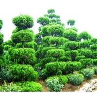 常年供應(yīng)蜀檜，紫薇，大葉女貞