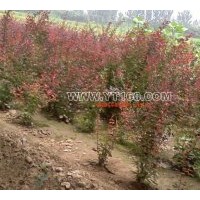 出售20-40公分紅葉小檗