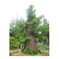 銀杏之窗：現(xiàn)優(yōu)價供應2-90cm大量銀杏樹現(xiàn)貨