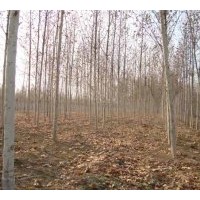 各種規(guī)格法桐出售