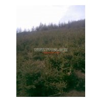 專營：云杉 金葉小檗 海棠 側(cè)柏 柳樹