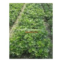 出售高20-40公分鴨腳木