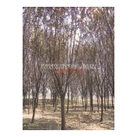 出售紫葉李 火炬，垂柳，黃皮柳，速生柳，饅頭柳，國槐、法桐、