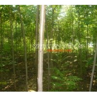 出售火炬樹 紅王子錦帶、四季錦帶、紅瑞木、紫丁香、白丁香