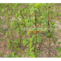 出售珍珠梅 火炬 刺玫 國(guó)槐 白蠟等小苗