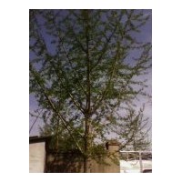 長期出售2-80銀杏樹