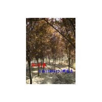 大量供應(yīng)紅葉李 樟，桂花，紅葉李，紫薇，烏桕樹，廣玉蘭