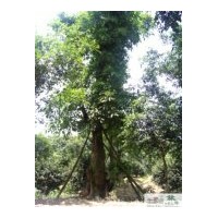 供應(yīng)成都黃葛樹 成都大葉榕苗木