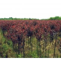 供應(yīng)紅葉李