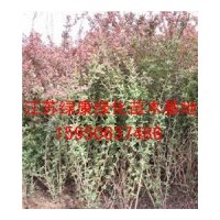 紅葉小檗基地直銷