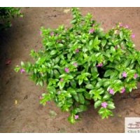 成都滿天星地被工程 滿天星工程用苗