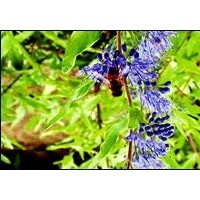 供金葉蕕 紅王子錦帶、四季錦帶、紅葉小檗，金葉女貞、大葉黃楊