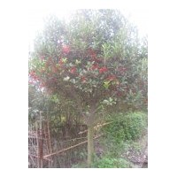 法國冬青 供應(yīng)規(guī)格在H30-50-80-100-150cm