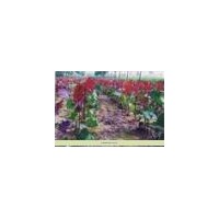 紅葉楊批發(fā)