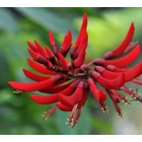 供應(yīng)規(guī)格在6-8-10-12cm的象牙紅