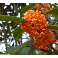 供應規(guī)格在4-5-6-7-8-10-12cm的丹桂