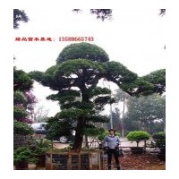 出售造型羅漢松