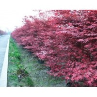 大量供應紅楓
