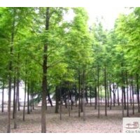 供應(yīng)成都水杉米徑：8-10公分