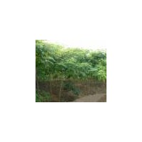 供應(yīng)合歡苗木