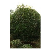 成都苗木地籠子桂花高：2.5米