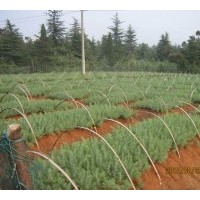 雪松基地供應(yīng)雪松小苗