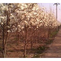 供應：白玉蘭，木瓜，黃連木，黃櫨，國槐，女貞，桂花，紫薇，