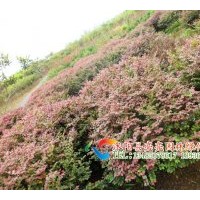 供應(yīng)紅花繼木，紅花繼木球，黑珍珠紅花繼木，雙面紅紅花繼木