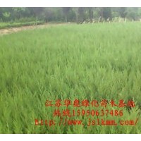 供應蜀檜工程苗，蜀檜價格，塔柏價格