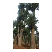 供應(yīng)移栽香樟