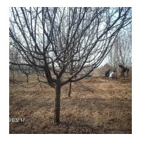 低價供應(yīng)8——10公分木瓜樹